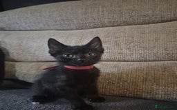 Mixed Breed cats for sale: Adorable black kittens for sale  - Image 30