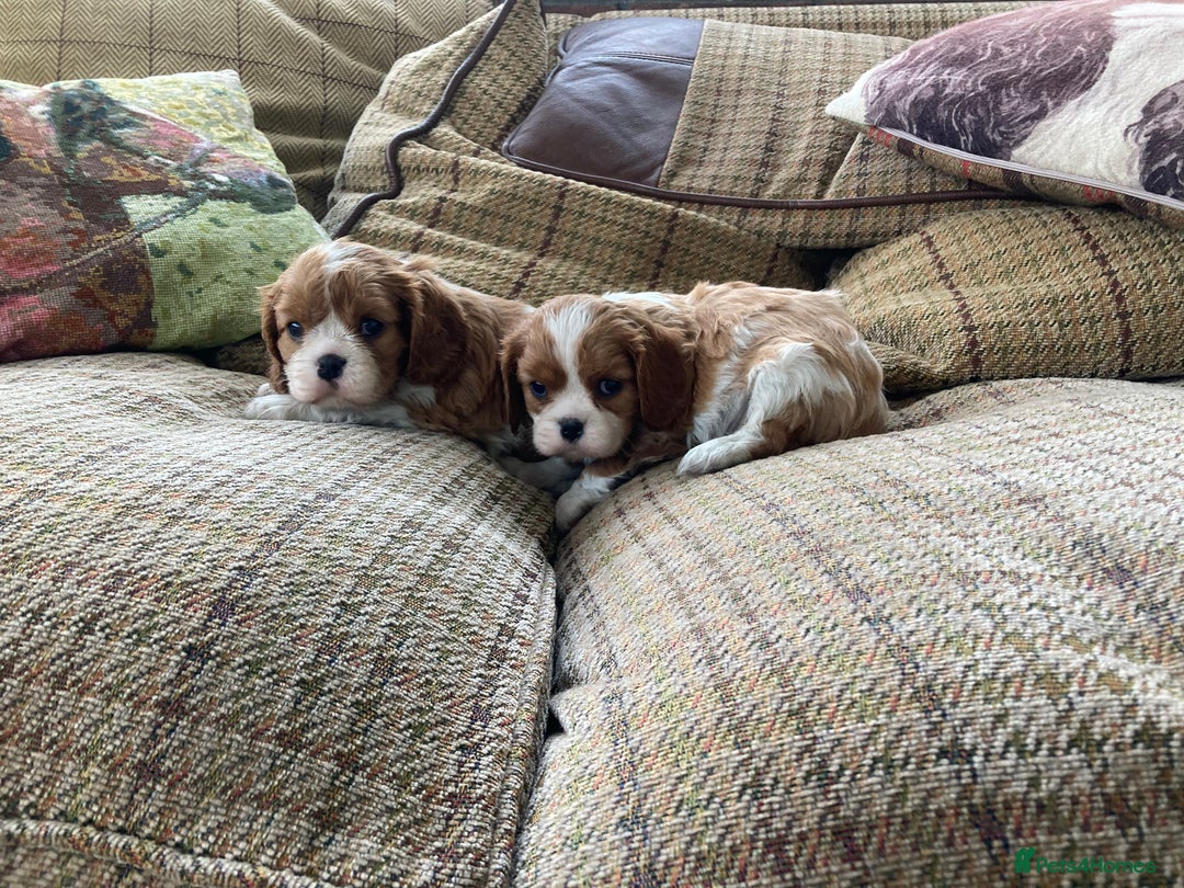 Cavalier King Charles Spaniel dogs for sale: Super KC blenheim pups - health tested parents - Image 3