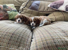 Cavalier King Charles Spaniel dogs - Advert 1