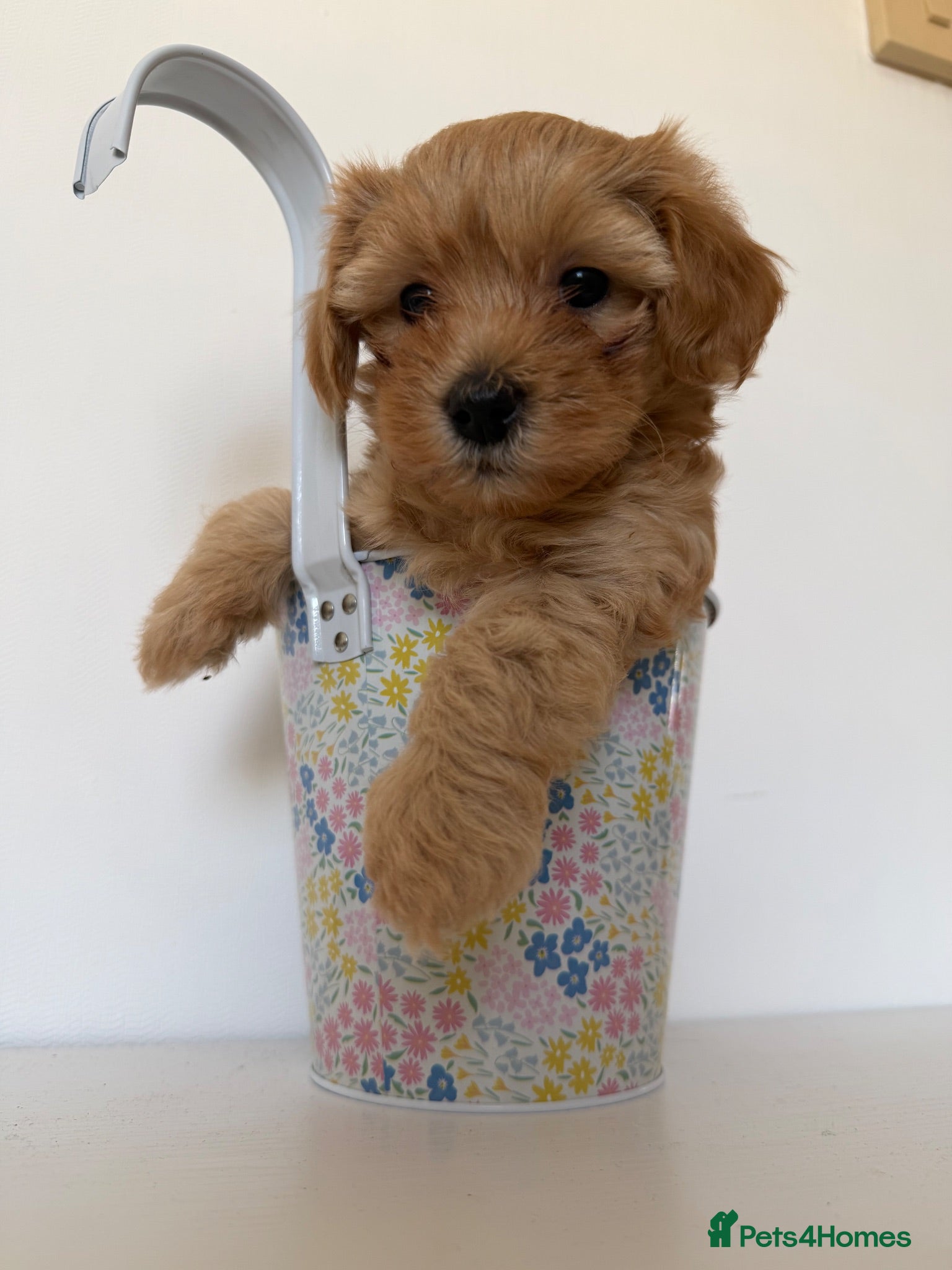 Maltipoo dogs 🐶  Toy Maltipoos ONLY 2 girls left 🐶  - Advert 2