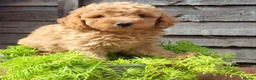 Cavapoo dogs for sale: Irresistibly Cute Cavapoo Puppies in Nottingham - Advert 4