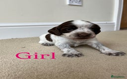 Cocker Spaniel dogs for sale: STUNNING FUR BABYS NEED A HOME🐶🩷🩵 - Image 6