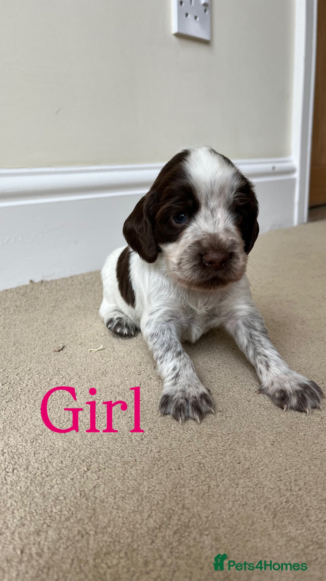 Cocker Spaniel dogs for sale: STUNNING FUR BABYS NEED A HOME🐶🩷🩵 - Image 6