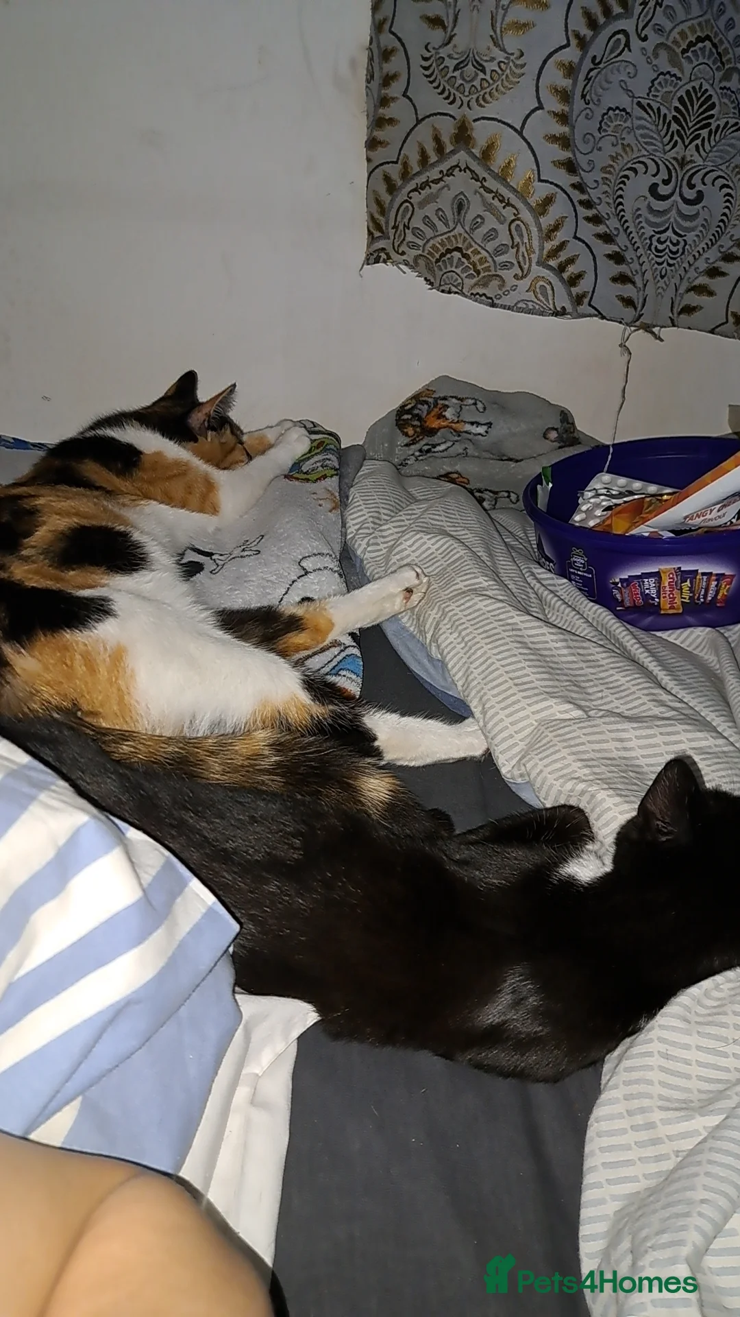 Mixed Breed cats for sale: Female calico cat looking for a forever home  in Pershore - Advert 2