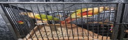 Conures birds for sale: 2 pineapple conures  - Advert 10