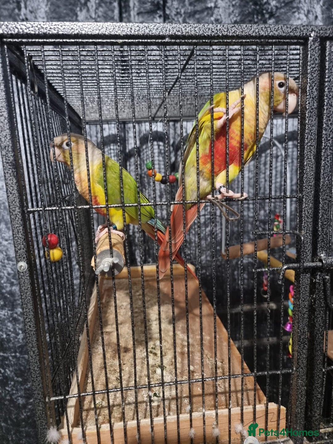Conures birds for sale: 2 pineapple conures  - Advert 10