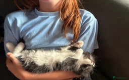 Mixed Breed cats for sale: **READY NOW** Gorgeous Half ragdoll kittens - Image 17