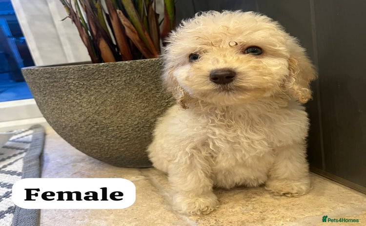 Cockapoo dogs - Advert 3