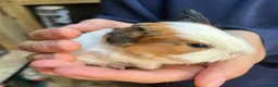 Guinea Pig rodents for sale: 8 wonderful guinea pig very friendly  - Advert 6