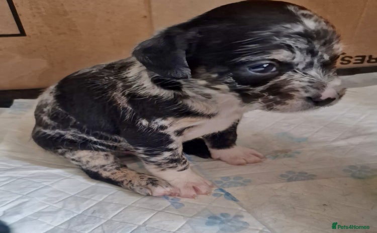 Mixed Breed dogs - Advert 10