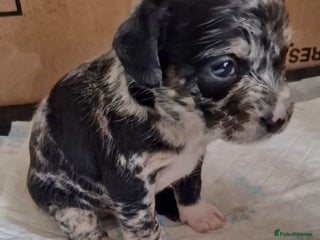 Mixed Breed dogs - Advert 9