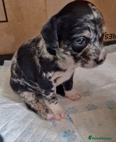 Mixed Breed dogs - Advert 10