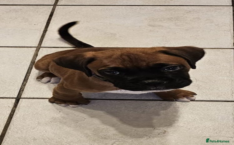 Boxer dogs - Advert 2