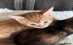 Mixed Breed cats for sale:  kittens😻ready to go to their forever homes - Image 6
