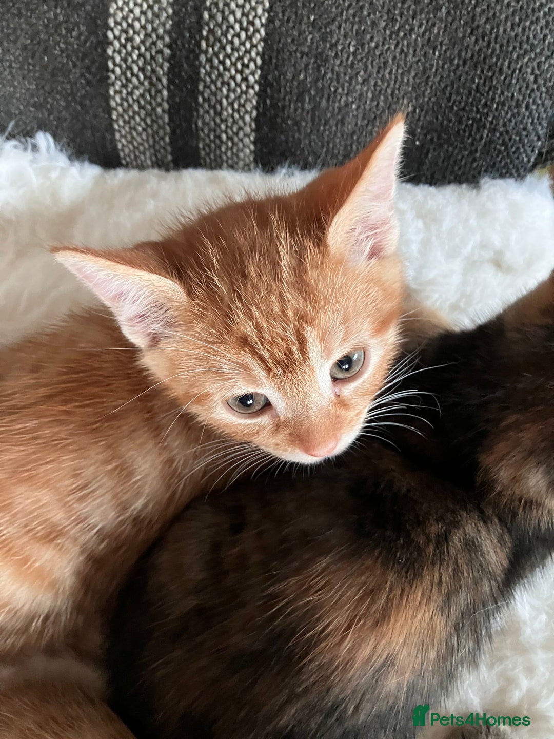 Mixed Breed cats for sale:  kittens😻ready to go to their forever homes - Image 6