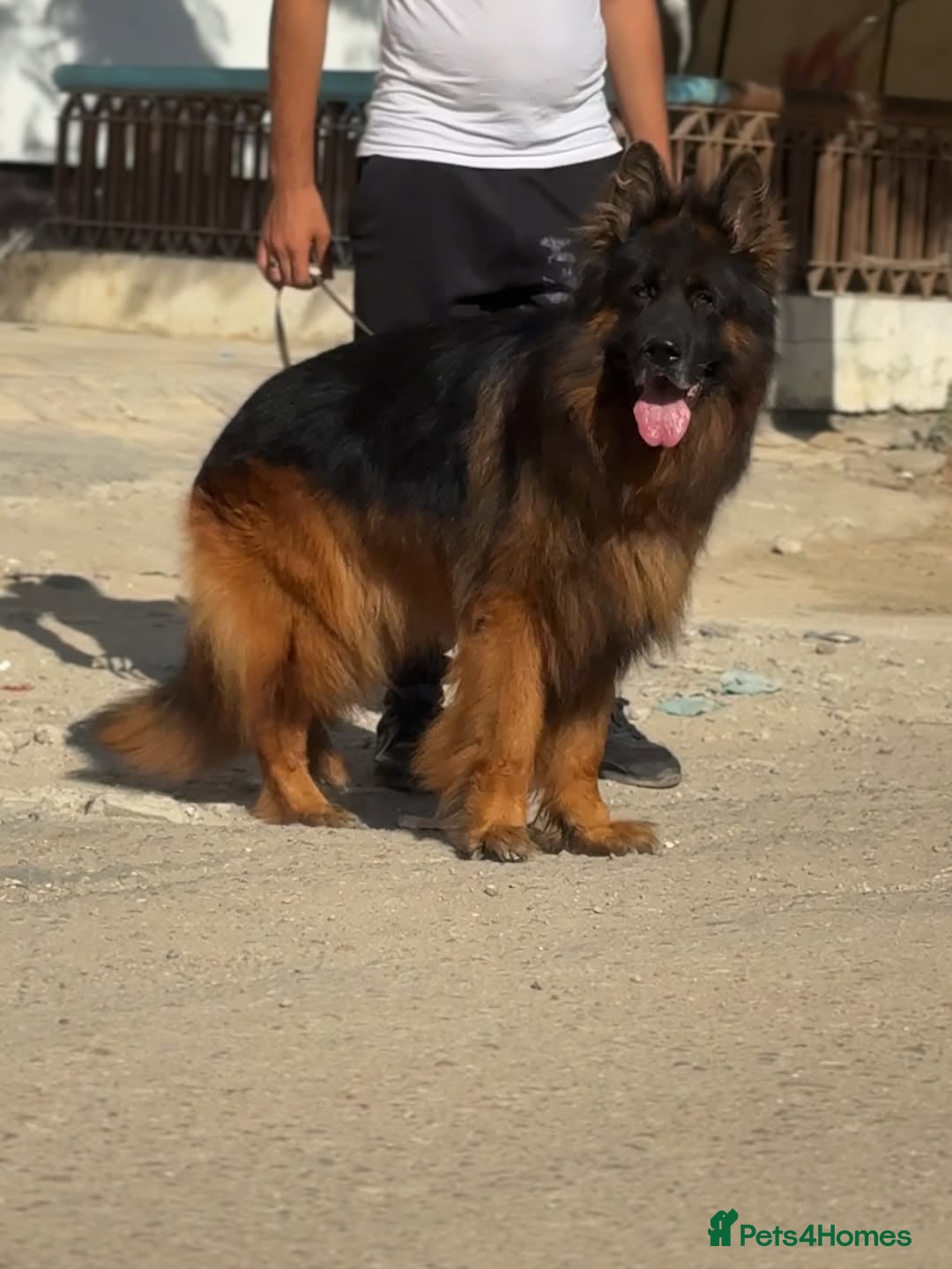 German Shepherd dogs for sale: Purebred German Shepherd Puppies for Sale 🐾 - Image 9