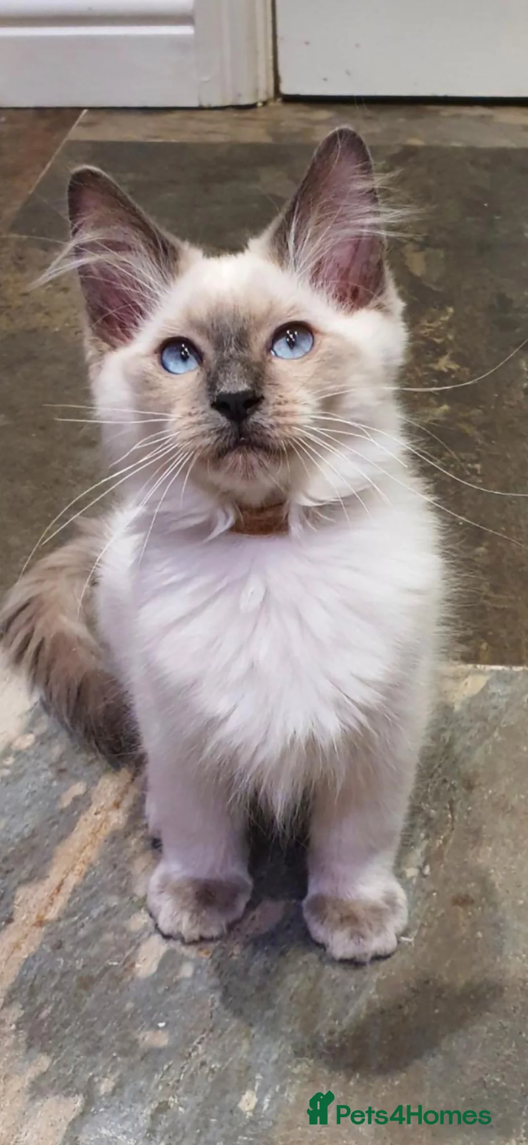 Ragdoll cats for sale: Blue point ragdoll kitten  in Walton-on-Thames - Advert 2