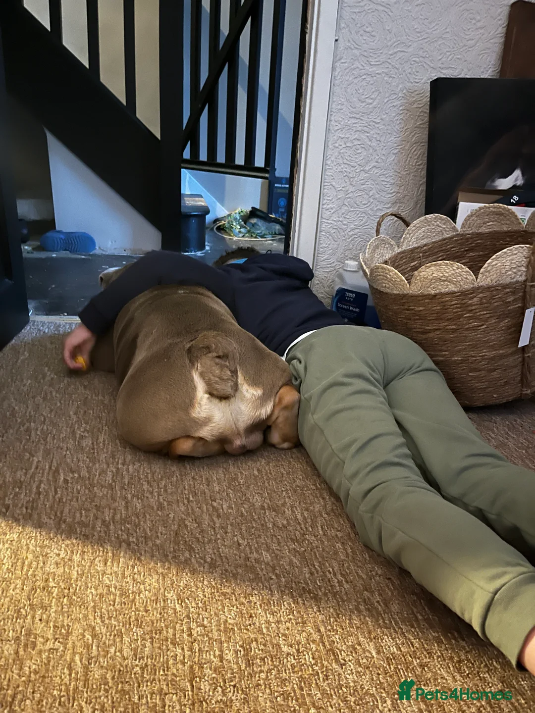 English Bulldog dogs for sale: English bulldog for rehoming  - Advert 2