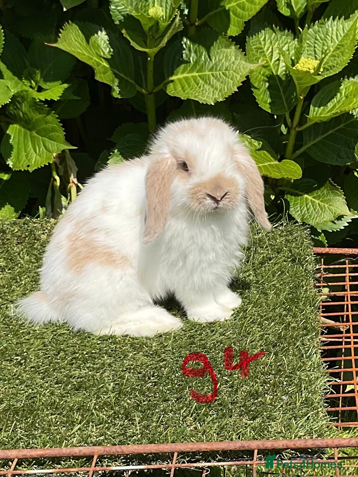 Mini Lop rabbits Pure bred mini lops baby Rabbits. - Advert 1