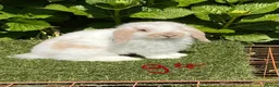 Mini Lop rabbits for sale: Pure bred mini lops baby Rabbits. - Advert 18