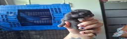 Mixed Breed cats for sale: Black kittens in Guildford - Advert 5
