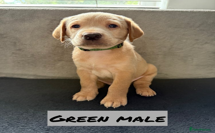 Labrador Retriever dogs - Advert 16
