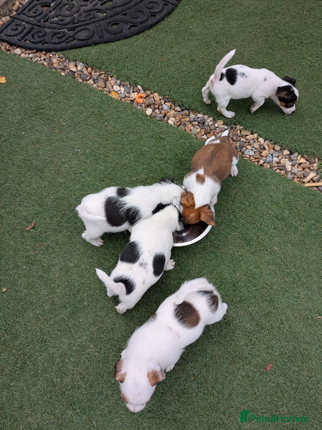 Jack Russell dogs for sale: Jack Russel puppies  - Image 12