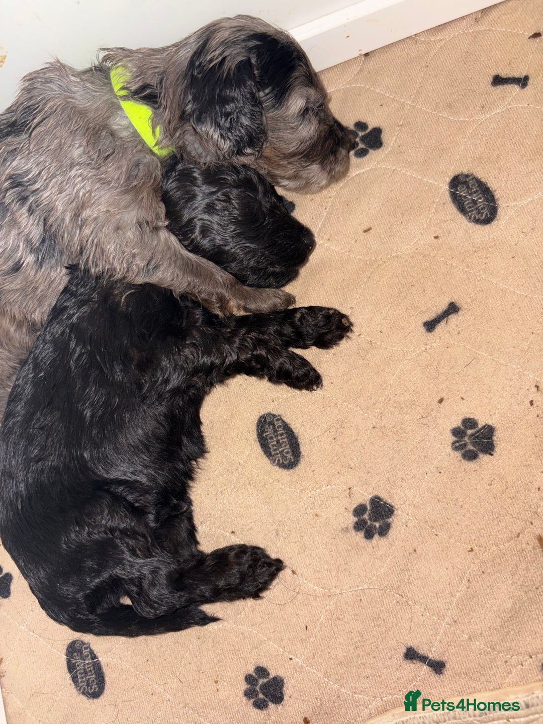Cockapoo dogs for sale: F1bb mini cockapoo puppies  - Image 15