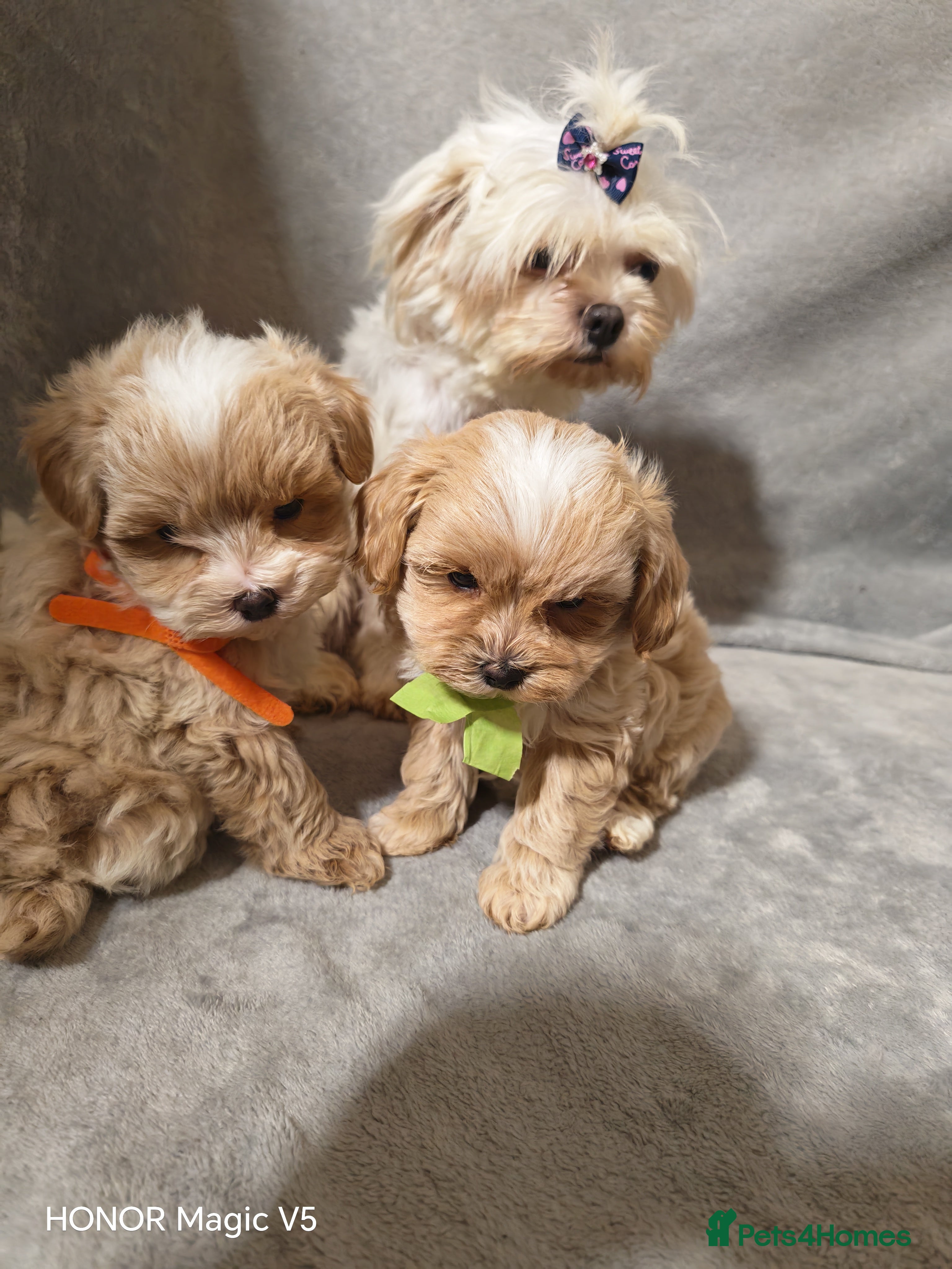 Maltipoo dogs Toy Maltipoo Puppies  - Advert 10