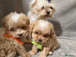 Maltipoo dogs Toy Maltipoo Puppies - Advert 10