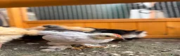 Chickens poultry for sale: Pekin bantams - Advert 16