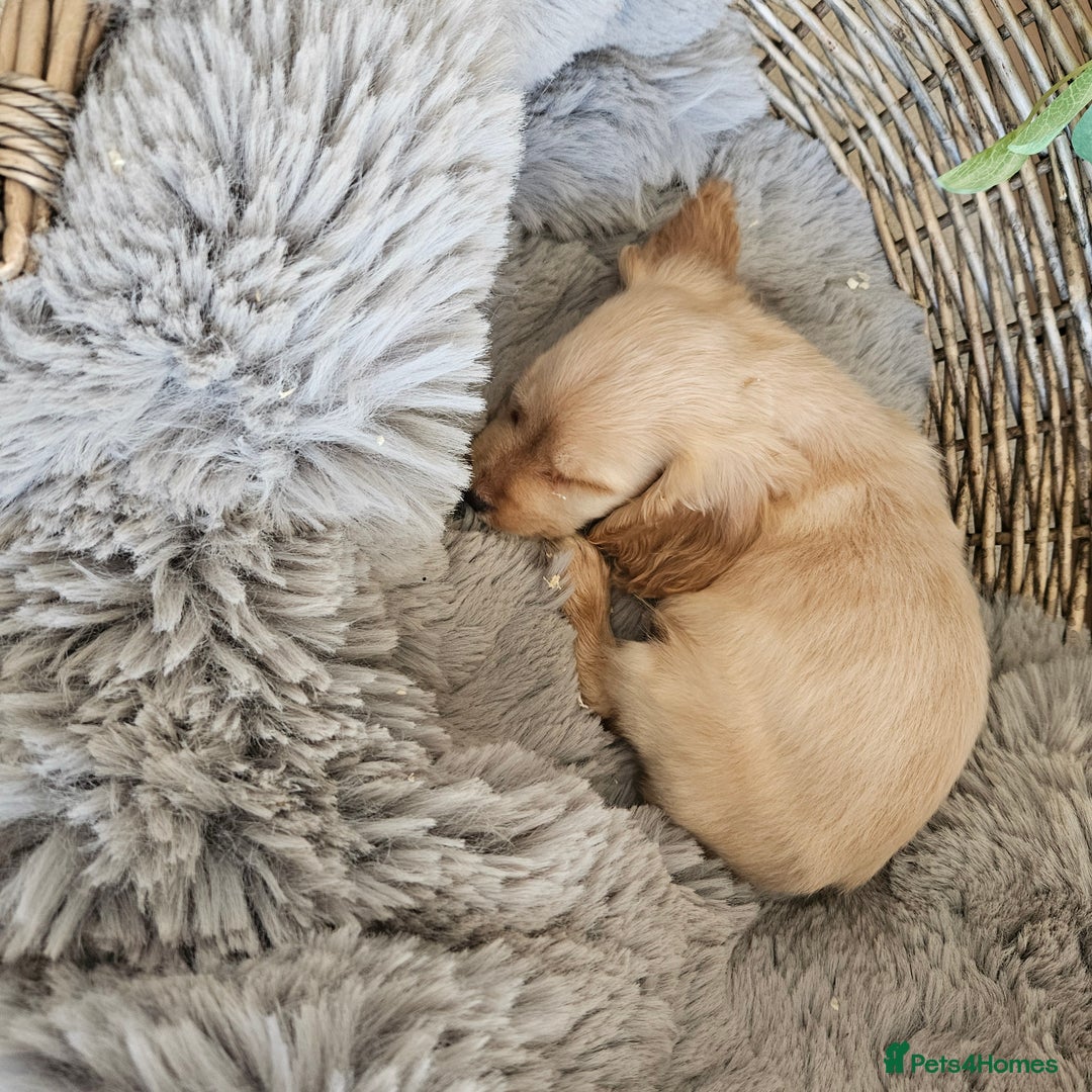 Cocker Spaniel dogs for sale: Stunning mix of working type cocker spaniels  - Advert 16