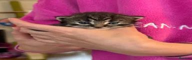 Boy 1: One brown tabby kitten