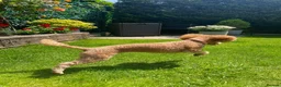 Toy Poodle dogs for sale: Lola - toy poodle, 2 years 9 months for rehoming  in Cardiff - Advert 9