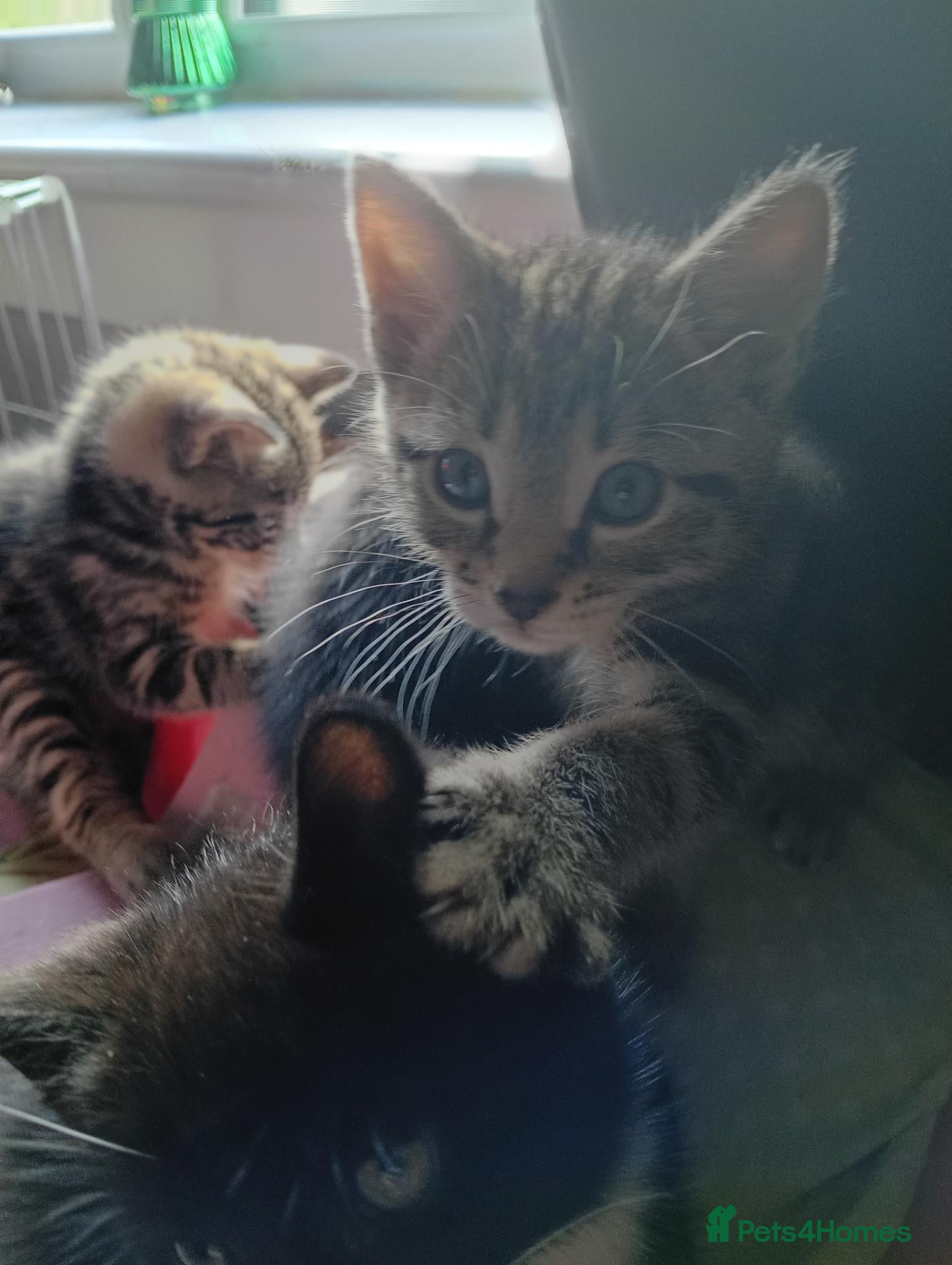 Mixed Breed cats Kittens - Advert 9