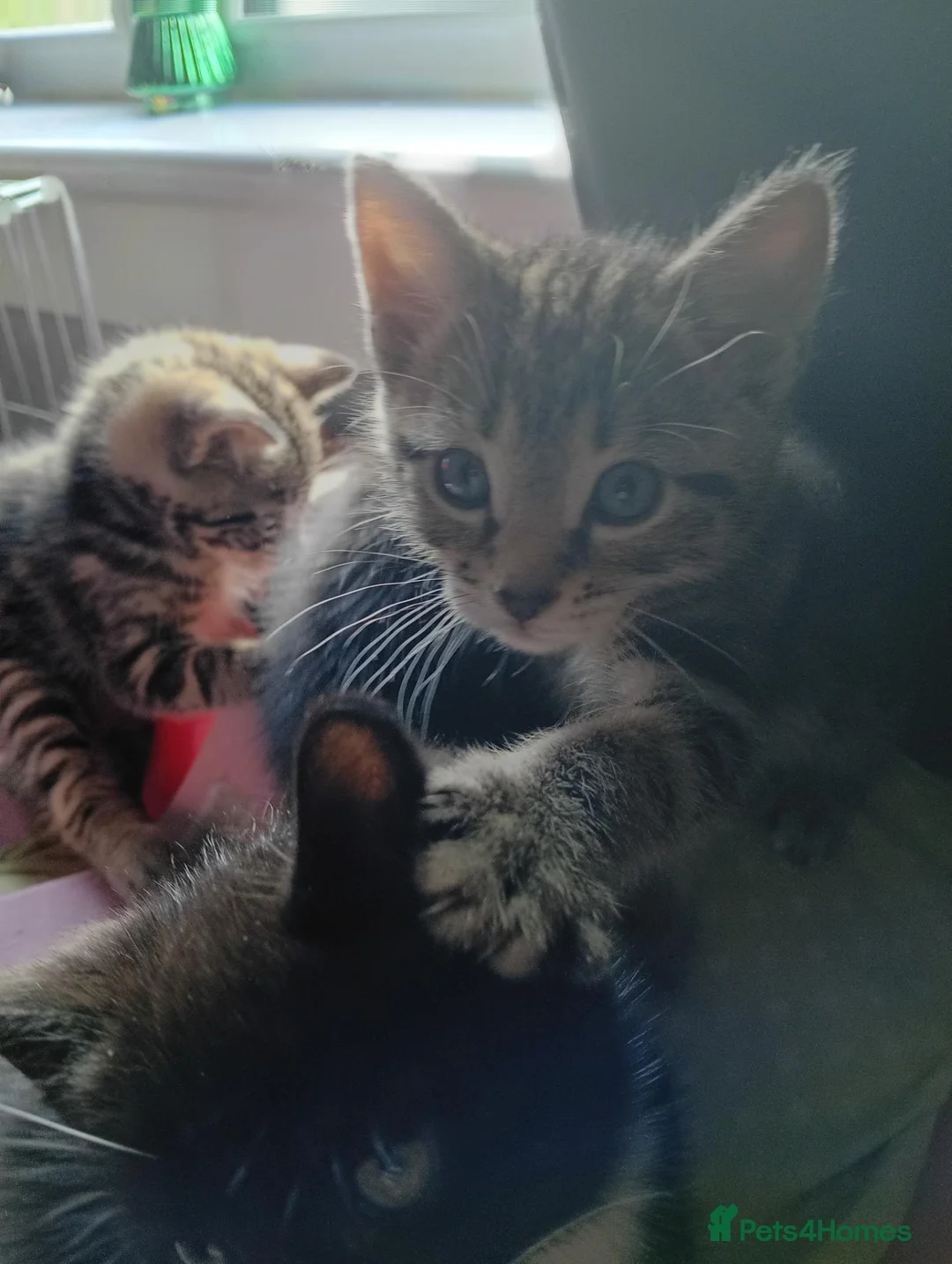 Mixed Breed cats for sale: Kittens in Shotts - Advert 1