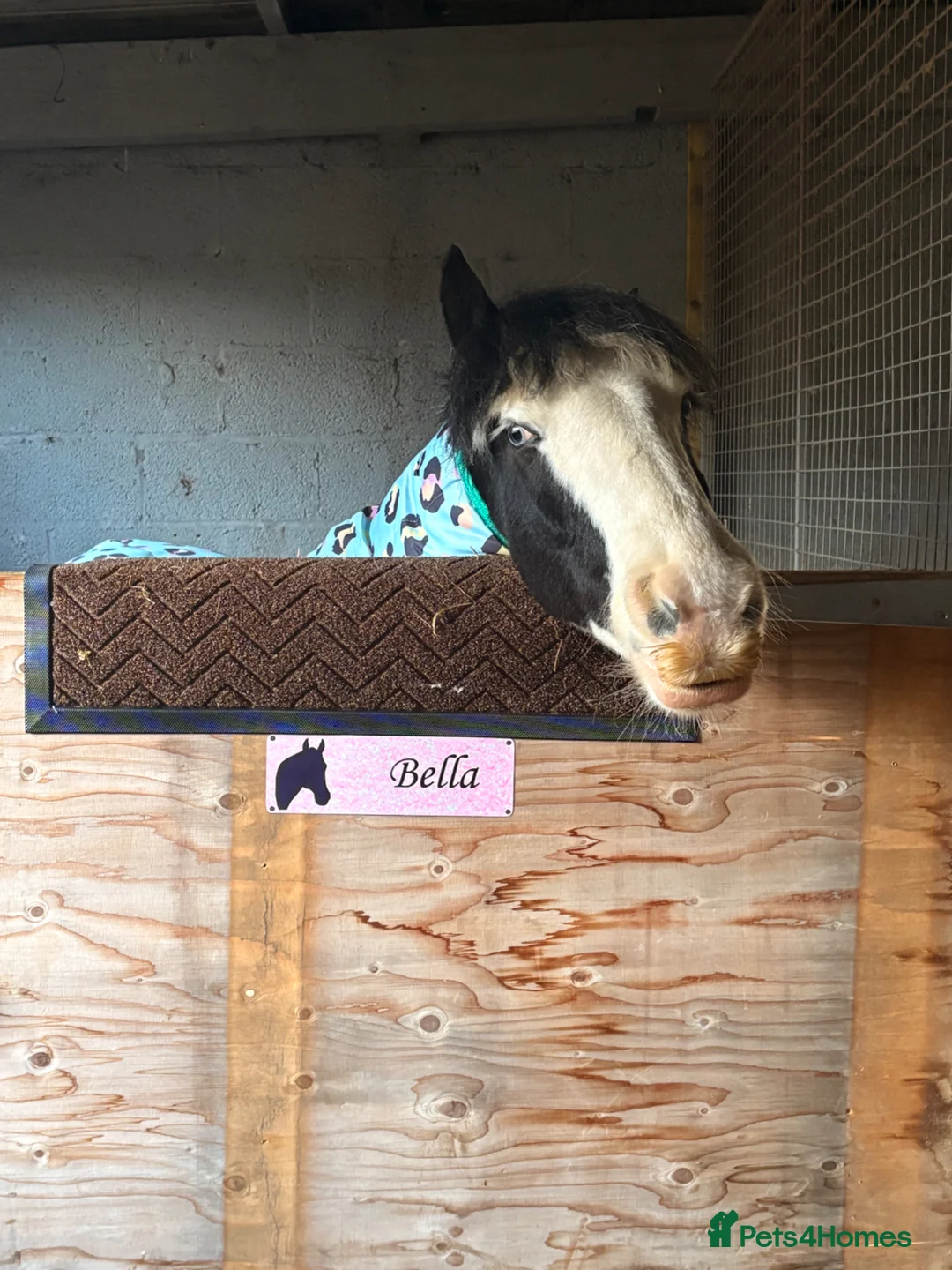 Irish Cob horses for sale: Bella Twix in Newbiggin-by-the-Sea - Advert 2