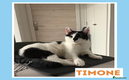 Mixed Breed cats for adoption: Sociable Cuddlebug - Image 6
