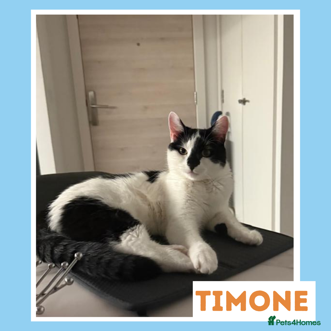 Mixed Breed cats for adoption: Sociable Cuddlebug - Image 6