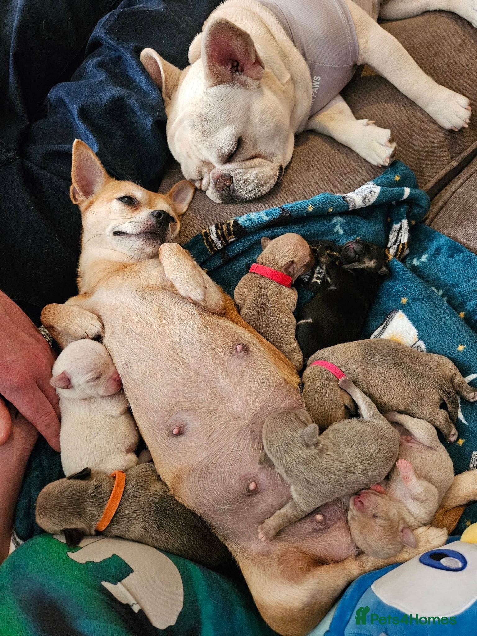 Mixed Breed dogs 4 week old French bullhuahua puppies. - Advert 1