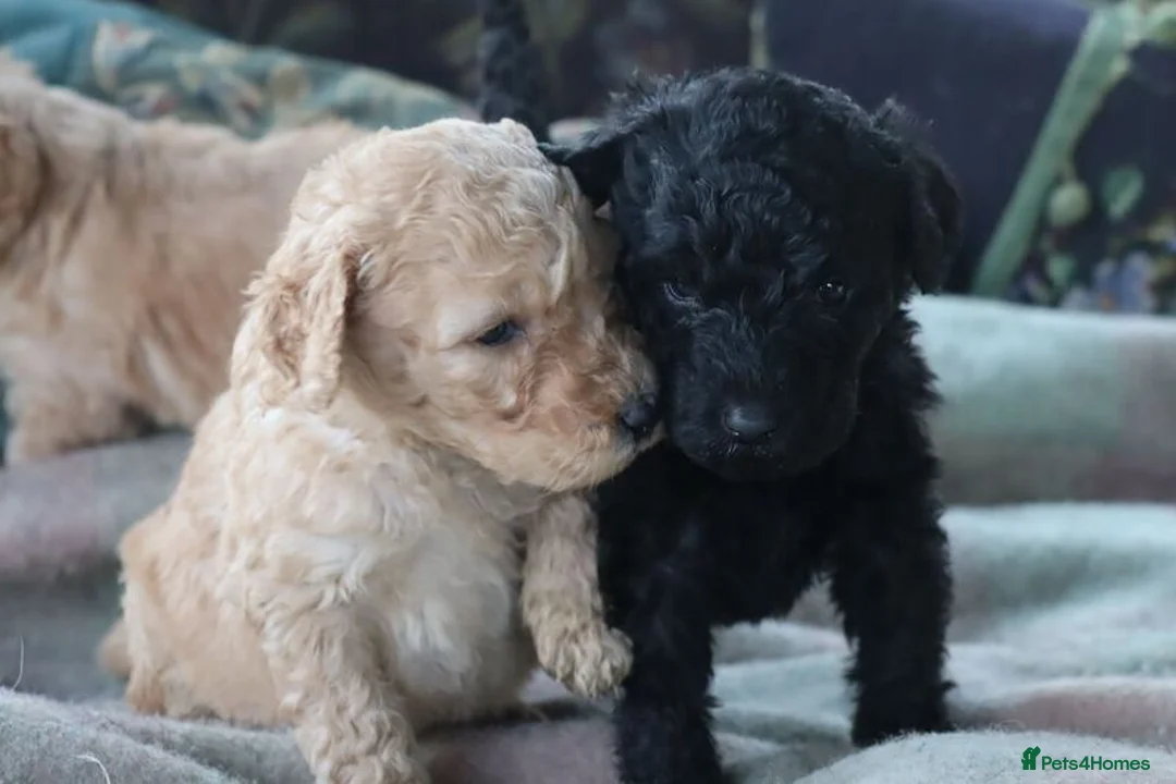 Labradoodle dogs for sale: Standard Labradoodle Puppies F3 - Advert 29