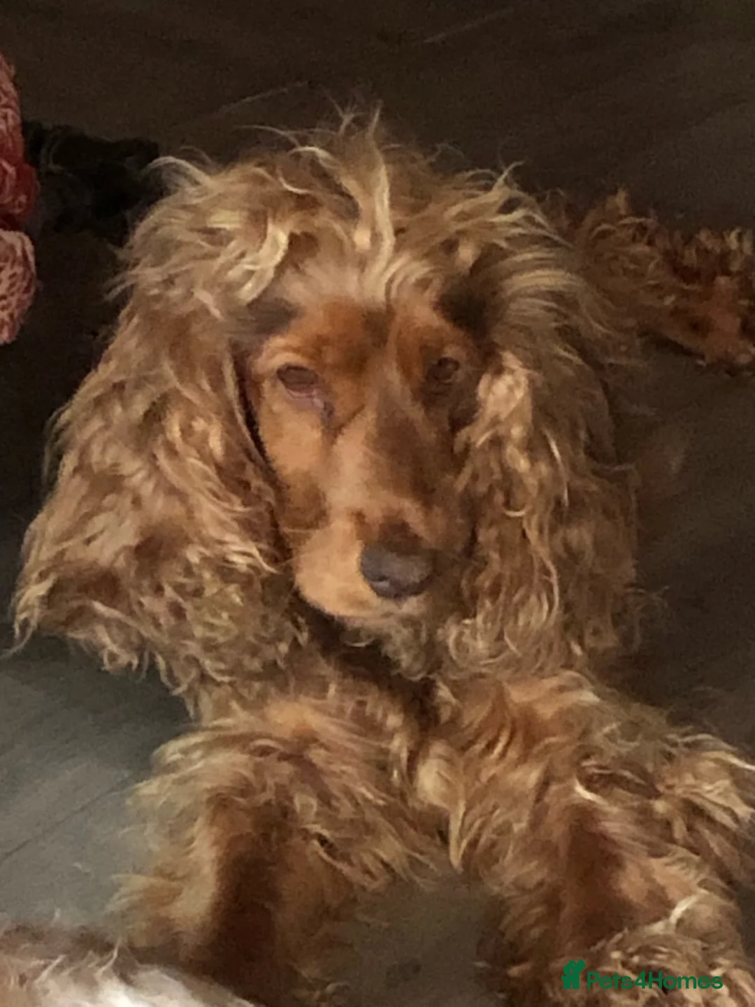 Cocker Spaniel dogs for sale: Stunning Rare Dark Red show cocker spaniel puppies - Advert 1