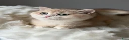 British Shorthair cats for sale: Luxury British Shorthair Lilac kitten - Advert 8