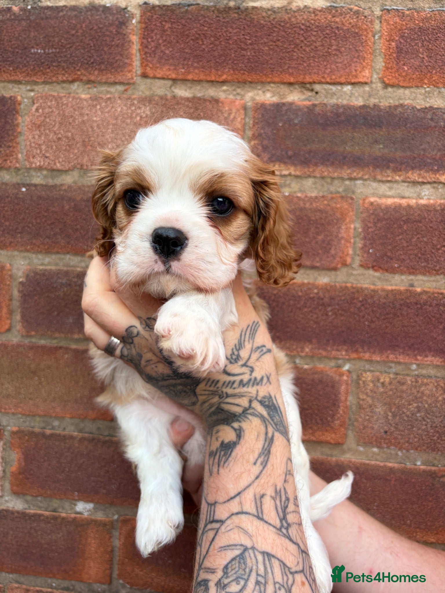 Cavalier King Charles Spaniel dogs Beautiful Blenheim puppies  - Advert 5