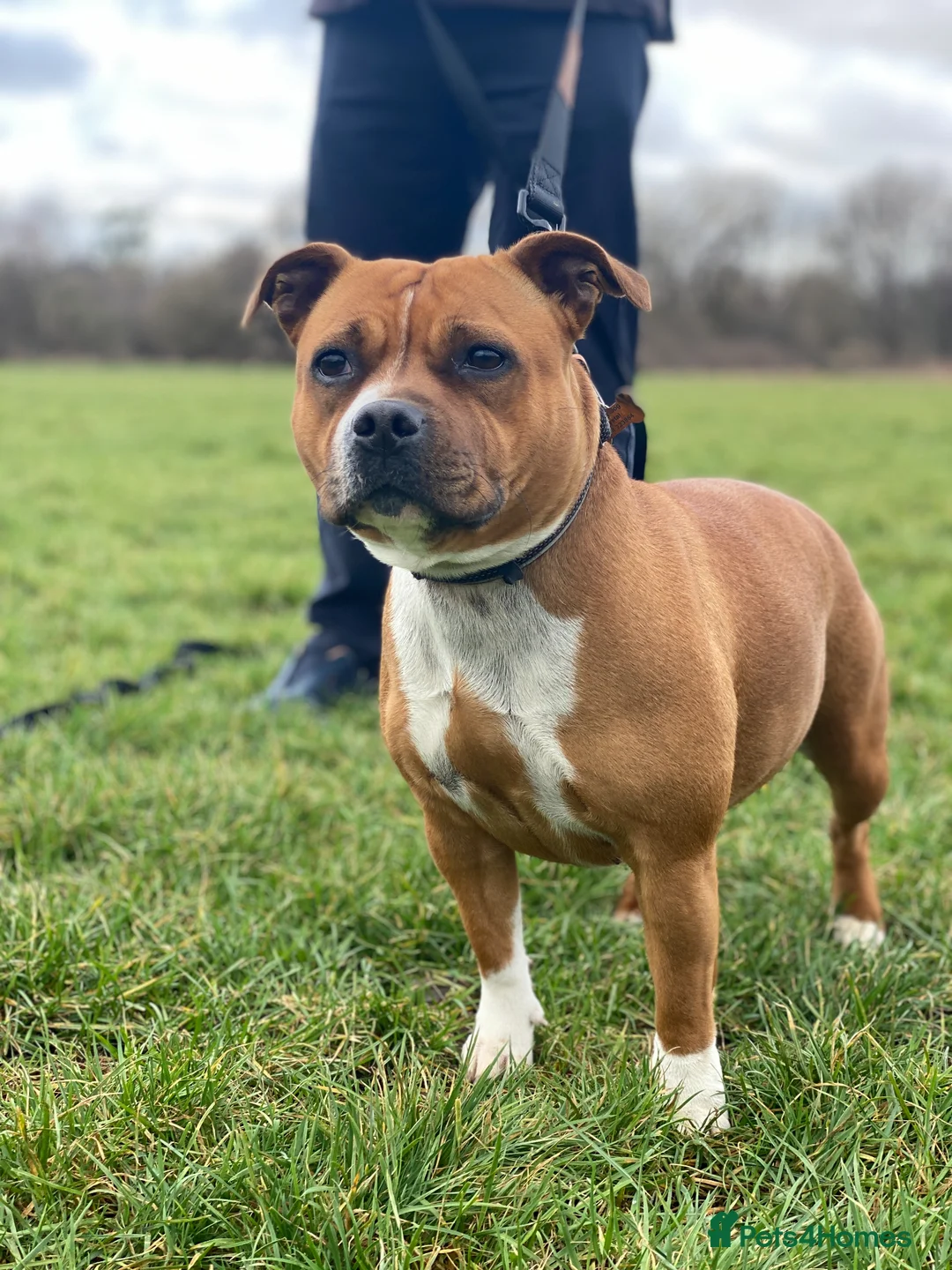 Staffordshire Bull Terrier dogs for sale: Exceptional Red &White Staffordshire Bull Terrier  - Advert 2