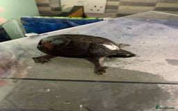 Terrapin reptiles for sale: A pair of Musk turtles  - Advert 7