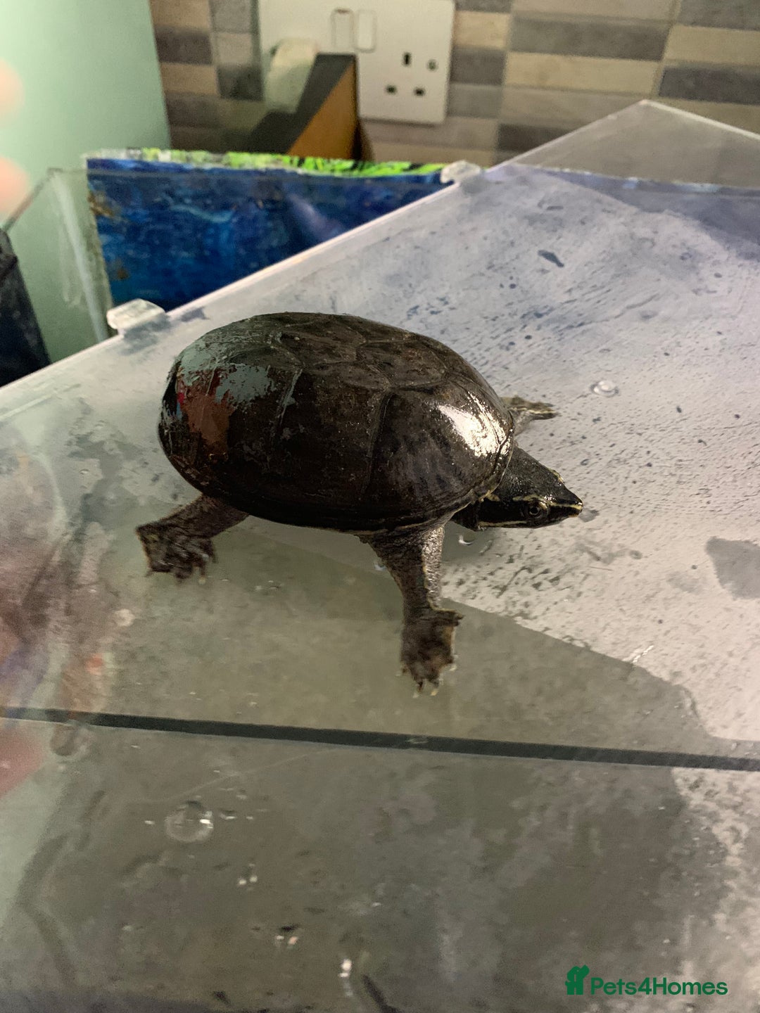 Terrapin reptiles for sale: A pair of Musk turtles  - Advert 7