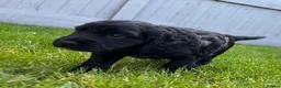 Cocker Spaniel dogs for sale: Stunning KC Reg Working Cocker spaniels 5* Homes - Advert 10