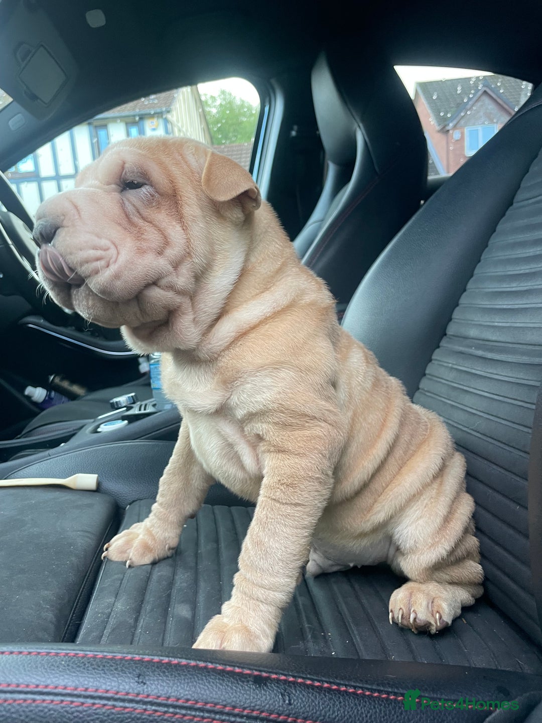 Shar Pei dogs for sale: Shar Pei Puppies  - Image 18