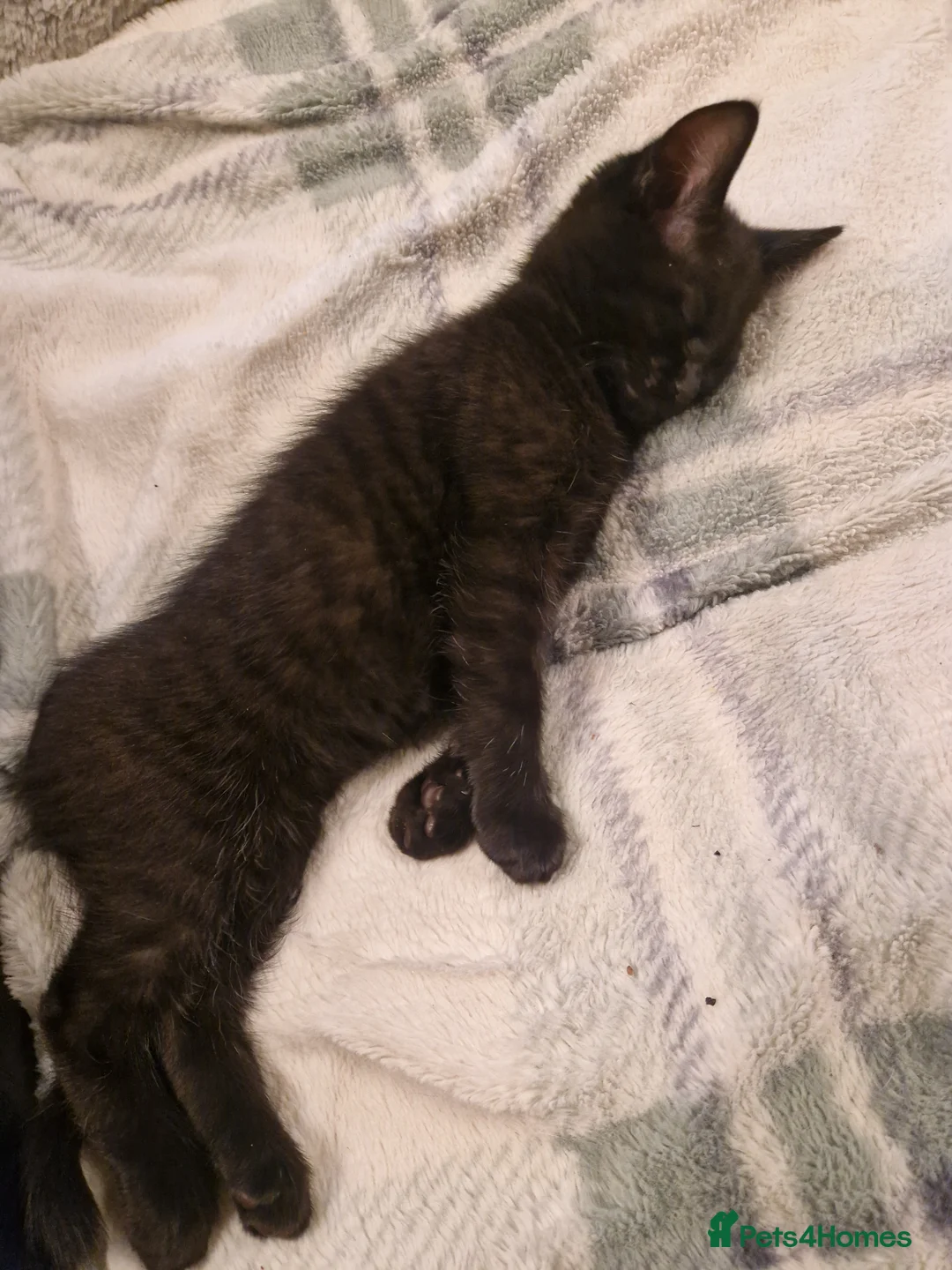 Mixed Breed cats for sale: Turkish angora x Main coon kittens ready now - Advert 18